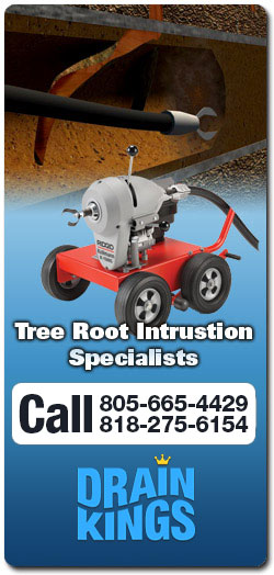 Root